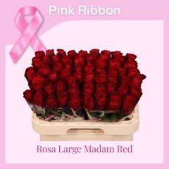 Rosa Madam Red 60cm