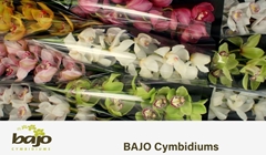 Cymbidium Mix 60cm