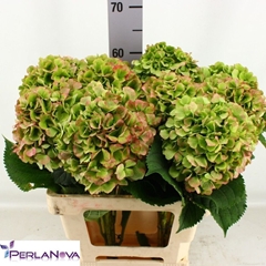 Hydrangea Verena Classic 60cm 15-17cm Hd