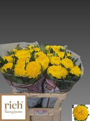 Chrysanth Single Rivalry 80cm 110gr.
