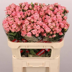 Rosa Spray Odilia 70cm 5+