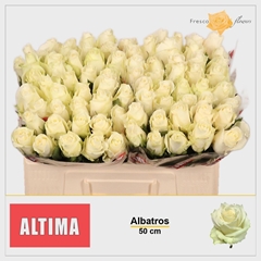 Rosa Albatros 50cm