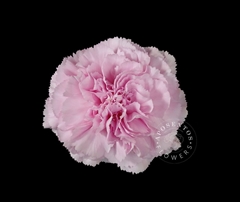 Dianthus Single Clearwater 55cm
