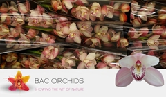 Cymbidium Summer Magic Pink 60cm