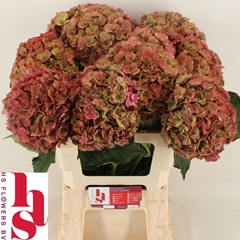 Hydrangea Royal Anastasia Classic 60cm 18-20cm Hd