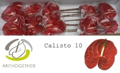 Anthurium Calisto 15cm Hd