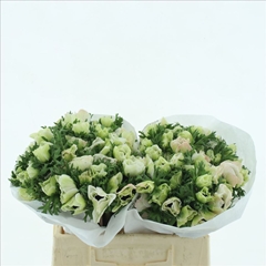 Anemone Coronaria Mistral Plus White 40cm