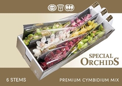 Cymbidium Mix 80cm