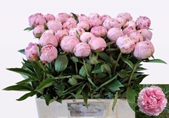 Paeonia Sarah Bernhardt 60cm