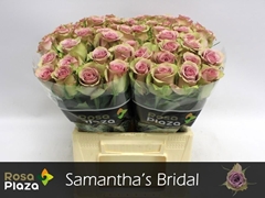 Rosa Samantha's Bridal 40cm