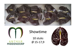 Anthurium Showtime 15cm Hd