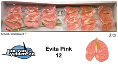 Anthurium Evita Pink 13cm Hd