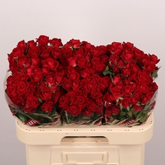 Rosa Spray Dominica 60cm 5+