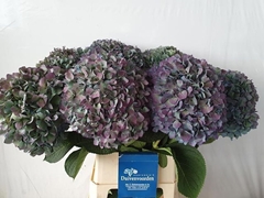Hydrangea Pimpernel Aubergine Classic 90cm 22-24cm Hd