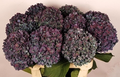 Hydrangea Pimpernel Aubergine Classic 80cm 20-22cm Hd