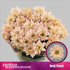 Chrysanth Spray Resq Peach 70cm 95gr.