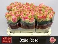 Rosa Belle Rose 60cm