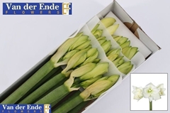 Hippeastrum Mont Blanc 80cm