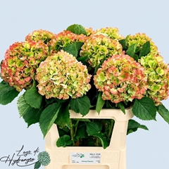 Hydrangea Verena Classic 80cm 20-22cm Hd