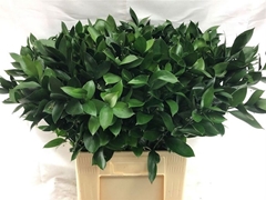Ruscus Hypophyllum 70cm