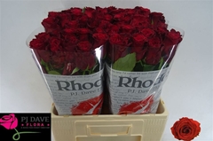 Rosa Rhodos 60cm