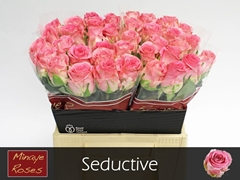 Rosa Seductive@ 40cm