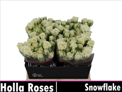 Rosa Spray Snowflake 40cm 4+