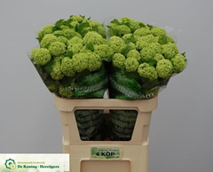 Viburnum Opulus Roseum 80cm 4-hd