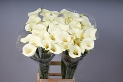 Zantedeschia Snowstar 80cm