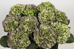Hydrangea Verena Blue Classic 60cm 18-20cm Hd