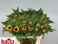 Helianthus Sunrich Orange 80cm