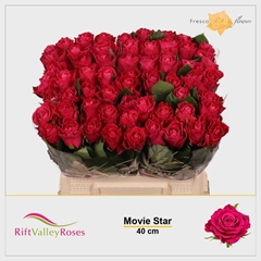 Rosa Movie Star 40cm