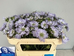 Scabiosa Danielle 65cm