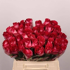Rosa Nicoletta 40cm