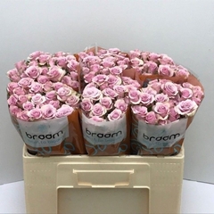 Rosa Spray Leila 50cm 5+