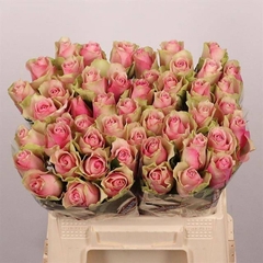 Rosa Belle Rose 40cm