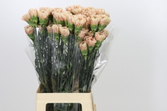Dianthus Single Honey 70cm
