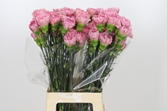 Dianthus Single Lege 70cm