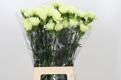 Dianthus Single Lady Midori 70cm