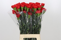 Dianthus Single Red Magic 70cm