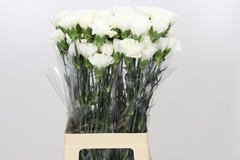 Dianthus Single Moonlight 70cm