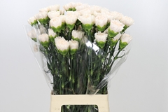 Dianthus Single Brut 70cm