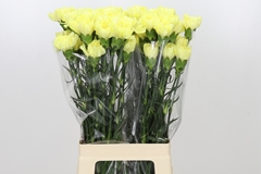 Dianthus Single Emma 70cm