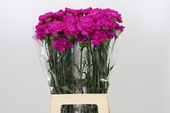 Dianthus Single Tiepolo Fucsia 70cm