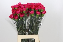 Dianthus Single Zeppelin 70cm