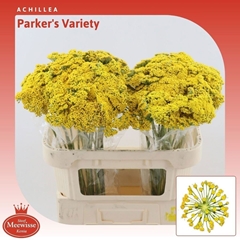 Achillea Filipendulina Parker's Variety 70cm