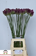 Allium Sphaerocephal 90cm