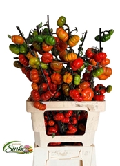 Solanum Integrifolium 70cm