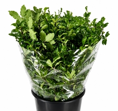 Pittosporum Tenuifoglia 50cm