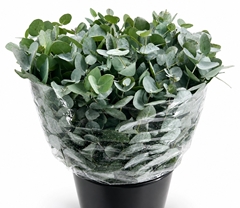 Eucalyptus Cinerea 50cm
